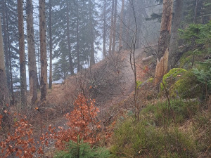Na Šumavě uzavřeli stezku k Černému jezeru. Padají tam uschlé stromy a větve