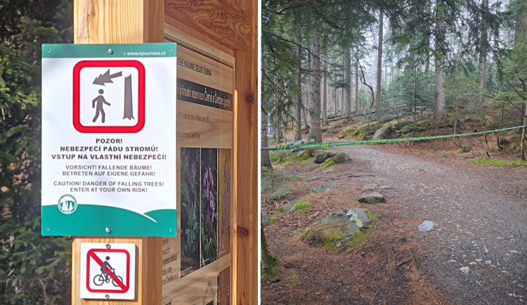 Na Šumavě dočasně uzavřeli stezku k Černému jezeru. Padají tam uschlé stromy a větve