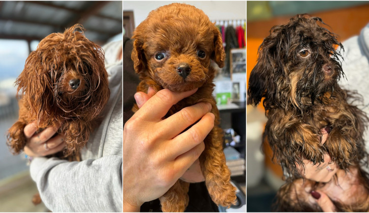 Veterináři odebrali přes 150 psů z množírny, starají se o ně útulky napříč republikou