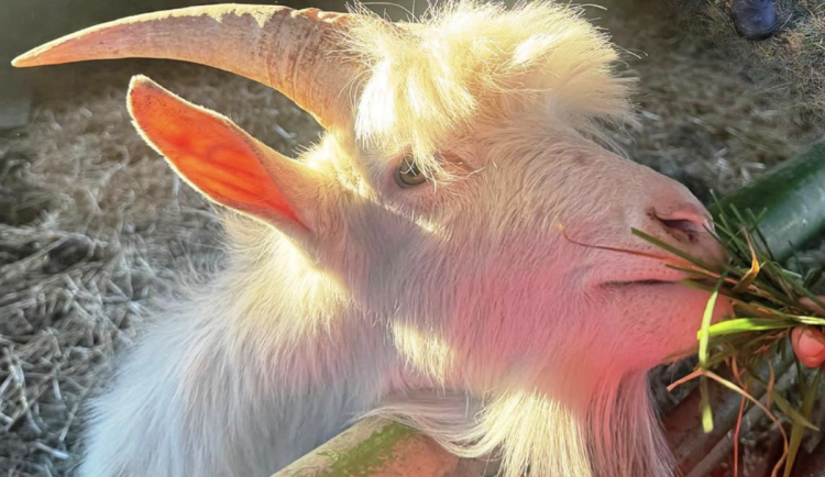 Příběh kozla z Ivančic má šťastný konec. Sice přišel o ofinu, půjde ale na důchod