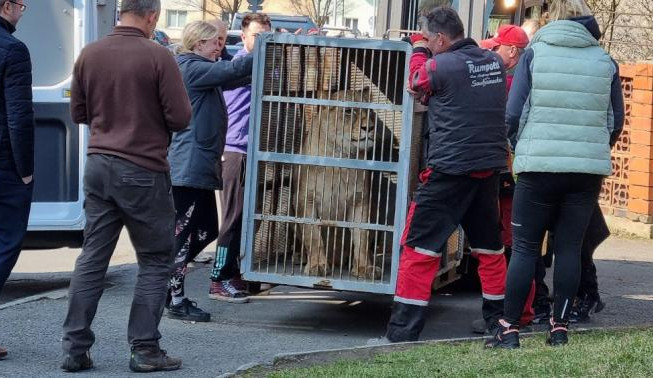 Takto vypadal transport jedné zabavené lvice