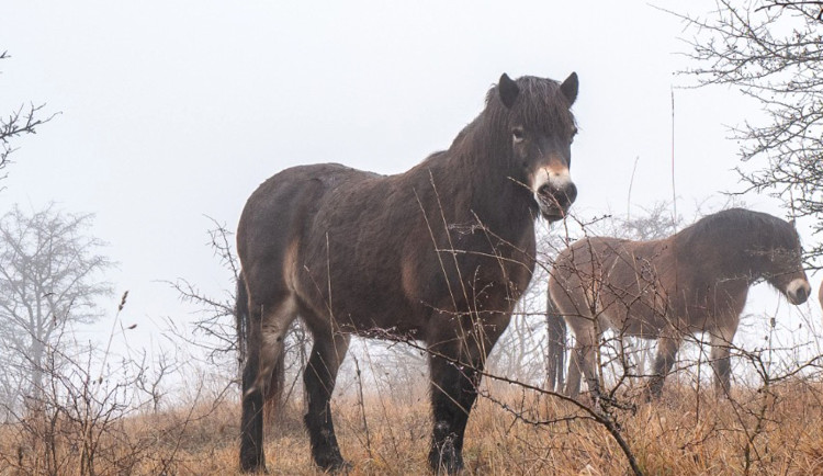 V Českém ráji vzniká nová rezervace divokých koní. Je 17. v republice a druhá na Liberecku