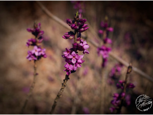 V Brdech vykvetly úchvatné lýkovce jedovaté. Kochejte se jimi pouze pohledem