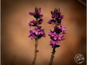 V Brdech vykvetly úchvatné lýkovce jedovaté. Kochejte se jimi pouze pohledem