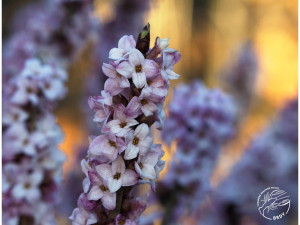 V Brdech vykvetly úchvatné lýkovce jedovaté. Kochejte se jimi pouze pohledem
