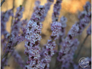 V Brdech vykvetly úchvatné lýkovce jedovaté. Kochejte se jimi pouze pohledem