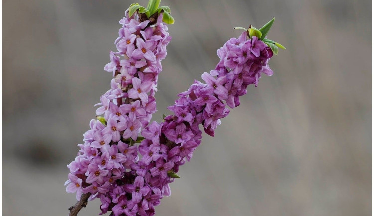 V Brdech vykvetly úchvatné lýkovce jedovaté. Kochejte se jimi pouze pohledem