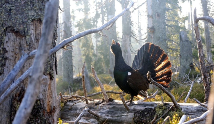 Přesně před 35 lety vznikl NP Šumava, dnes nejnavštěvovanější chráněné území v zemi