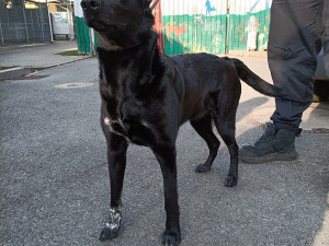 Mladá fenka přežívala zavřená v karavanu. Na nový a milující domov teď čeká v útulku