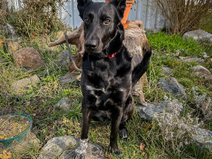Mladá fenka přežívala zavřená v karavanu. Na nový a milující domov teď čeká v útulku