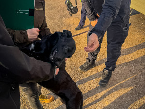 Mladá fenka přežívala zavřená v karavanu. Na nový a milující domov teď čeká v útulku