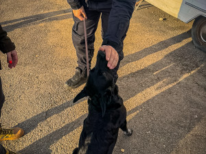 Mladá fenka přežívala zavřená v karavanu. Na nový a milující domov teď čeká v útulku