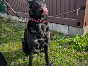 Mladá fenka přežívala zavřená v karavanu. Na nový a milující domov teď čeká v útulku