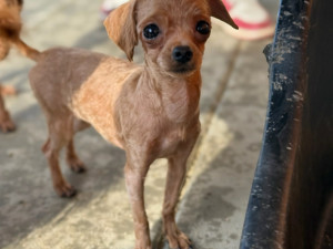 Zdroj: útulek U Šmudliny