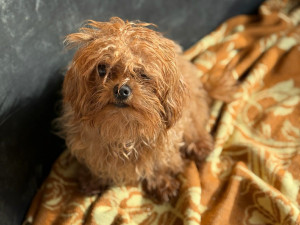 Zdroj: útulek U Šmudliny