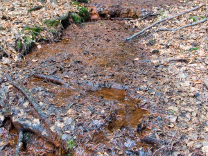 Ochranáři vylepšují mločí porodnici, jejich larvy klidně zblajznou i své sourozence
