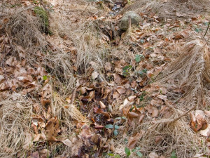 Ochranáři vylepšují mločí porodnici, jejich larvy klidně zblajznou i své sourozence