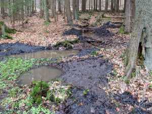 Ochranáři vylepšují mločí porodnici, jejich larvy klidně zblajznou i své sourozence