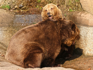 Dnes je světový den medvědů. Hvězdy z Večerníčku už v zoo dovádí na sluníčku