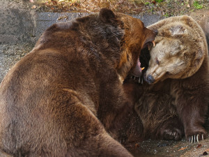 Dnes je světový den medvědů. Hvězdy z Večerníčku už v zoo dovádí na sluníčku