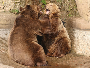 Dnes je světový den medvědů. Hvězdy z Večerníčku už v zoo dovádí na sluníčku