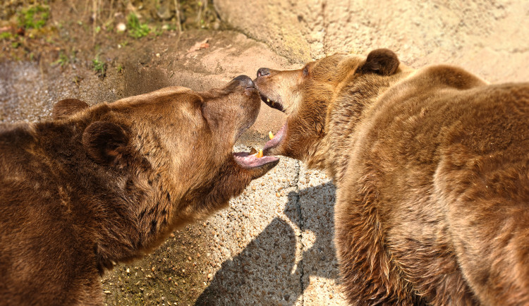 Dnes je světový den medvědů. Hvězdy z Večerníčku už v zoo dovádí na sluníčku