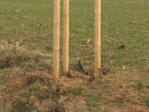 Bizarní krádež, která nemá obdoby. Někdo ukradl ovocnou alej