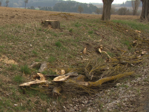 Další stromy podél silnice někdo pokácel a na místě rozřezal.