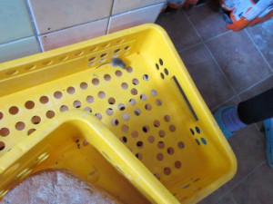 Myší trus na bochnících chleba i živí hlodavci, sklad večerky inspekce uzavřela