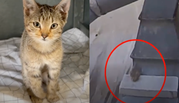 VIDEO: Kotě naříkalo na střeše, packu mu drtila cihla