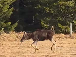 Celou zimu o něm nebylo ani vidu. Slavný los Emil se konečně ukázal na Šumavě