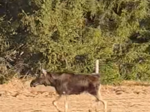 Celou zimu o něm nebylo ani vidu. Slavný los Emil se konečně ukázal na Šumavě