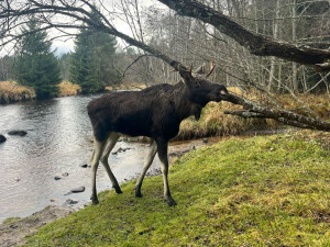 Takto potkala Emila Stanislava Řetická poblíž Hartmanic