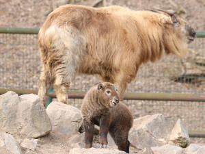 V zoo přišlo na svět mládě velmi vzácného takina čínského, dostalo jméno Bumi