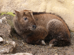 V zoo přišlo na svět mládě velmi vzácného takina čínského, dostalo jméno Bumi