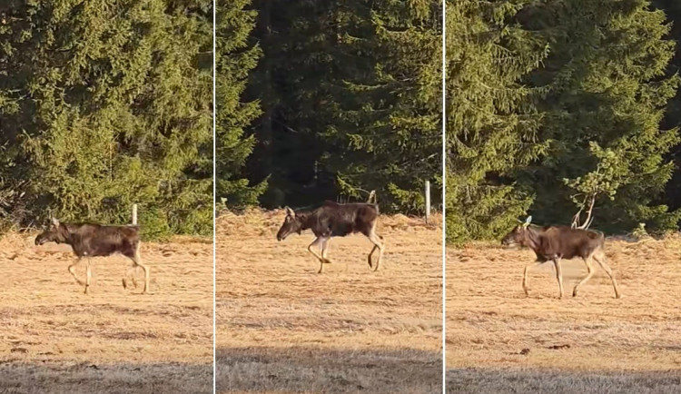 Konečně se los Emil po zimě opět ukázal. Je v pořádku na Šumavě