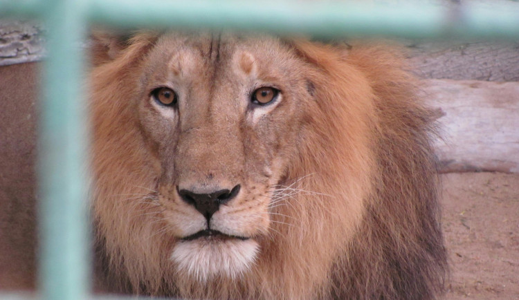 Soud projednával nevhodný chov v Kletečné. Město tam zabavilo přes sto zvířat