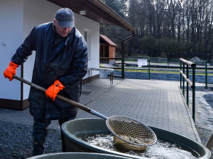 Velikonoční prodej ryb začne u rybníku Košinář. Ceny zůstávají stejné už několik let