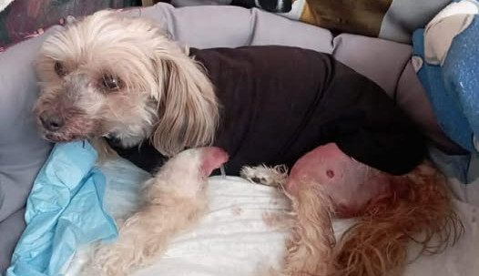 Malého pejska napadl v Jablonci zřejmě vlčák běhající na volno. Majitelé hledají svědky