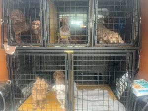 Zdroj: útulek DOGSY