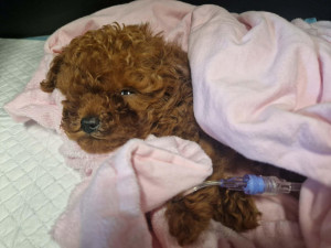 Zdroj: útulek DOGSY