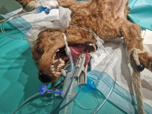 Zdroj: útulek DOGSY