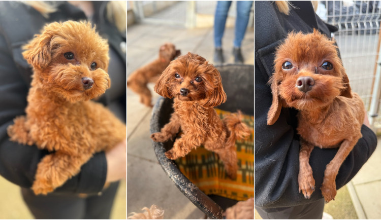 Wookiee, Sunny i Happy Day. Psi z otřesných podmínek už budou moci do nového domova