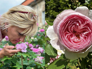 Zámek Nebílovy je vyhlášený pěstováním růží