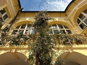 Zámek Nebílovy je vyhlášený pěstováním růží