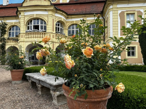 Zámek Nebílovy je vyhlášený pěstováním růží