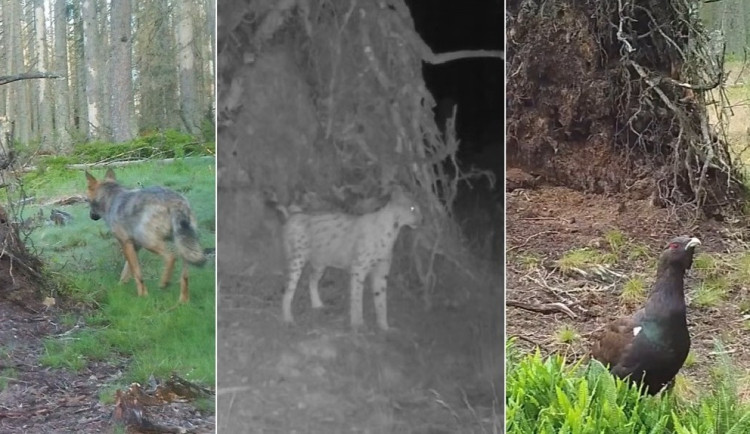 Vyvrácený smrk přilákal nejen vlka, rysa, tetřeva a jeleny. Úchvatné záběry ze Šumavy