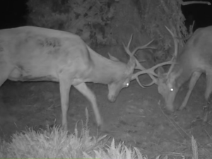 Vyvrácený smrk přilákal nejen vlka, rysa, tetřeva a jeleny. Úchvatné záběry ze Šumavy