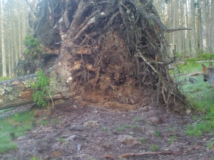Vyvrácený smrk přilákal nejen vlka, rysa, tetřeva a jeleny. Úchvatné záběry ze Šumavy