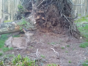 Vyvrácený smrk přilákal nejen vlka, rysa, tetřeva a jeleny. Úchvatné záběry ze Šumavy